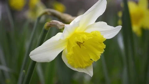 Narcissus in a flowered field Stock Footage 73226709