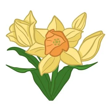 Narcissus flowers. Spring flowers. Vector Illustration of Blooming Yellow D.. Illustrazione stock
