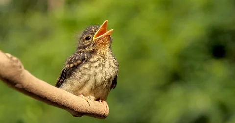 Narcissus Flycatcher Stock Footage 103642470