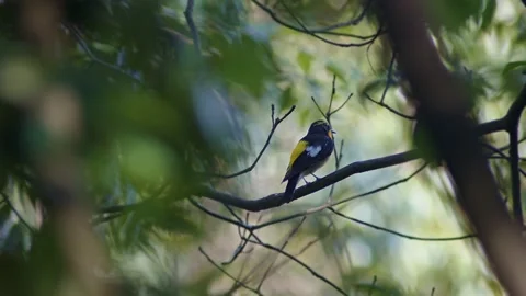 Narcissus flycatcher resting in a tree. Stock Footage 200047111