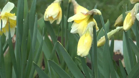 Narcissus Stock Footage 710861