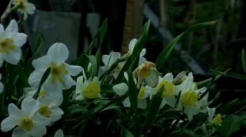 Narcissus Stock Footage 9572634