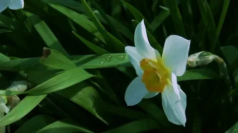 Narcissus Video stock 9581050