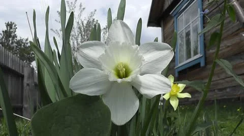 Narcissus Stock Footage 10573137