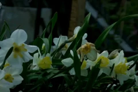 Narcissus Video stock 10610071