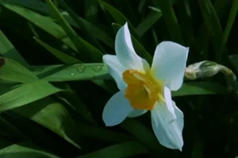 Narcissus Stock Footage 10610096