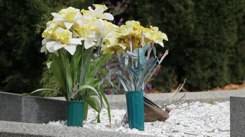 Narcissus Stock Footage 11142623