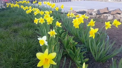 Narcissus Stock Footage 108082933