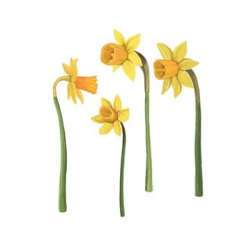 Narcissus Stock Illustration