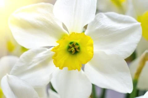 Narcissus macro Stock Photos