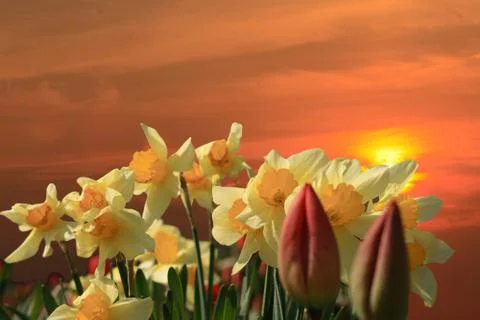 Narcissus Stock Photos