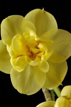 Narcissus Stock Photos