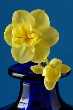 Narcissus Stock Photos