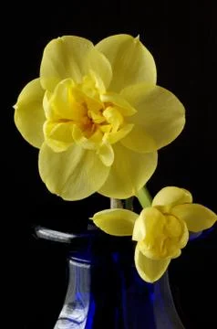 Narcissus Stock Photos