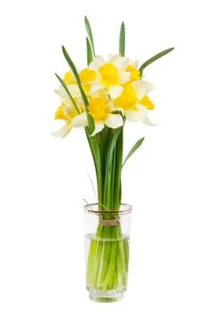 Narcissus Foto stock