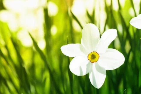 Narcissus Stock Photos