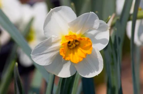 Narcissus Stock Photos