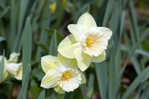 Narcissus Stock Photos