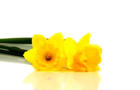 Narcissus Stock Photos
