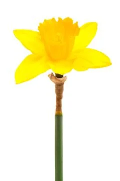 Narcissus Stock Photos