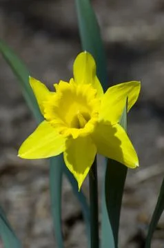 Narcissus Stock Photos