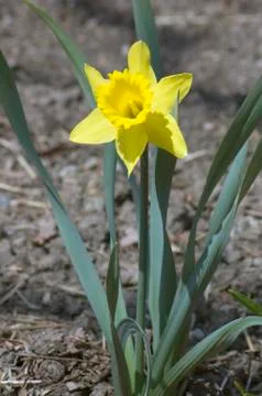 Narcissus Stock Photos