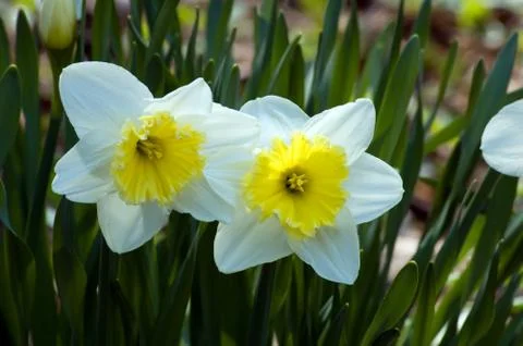 Narcissus Stock Photos