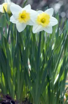 Narcissus Stock Photos