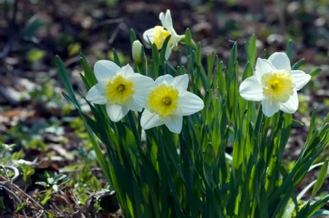 Narcissus Stock Photos