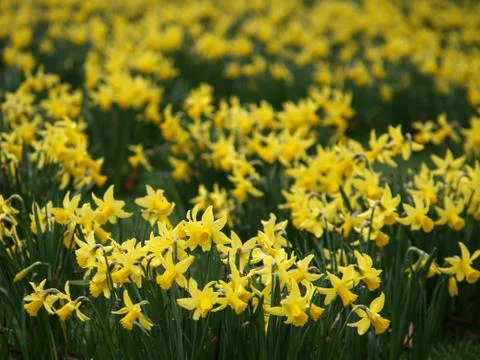 Narcissus Stockfoto's