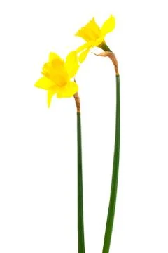 Narcissus Stock Photos