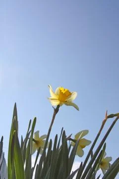 Narcissus Stock Photos