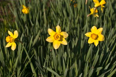 Narcissus Stock Photos