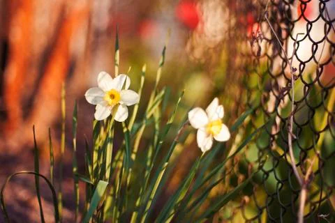Narcissus Stock Photos