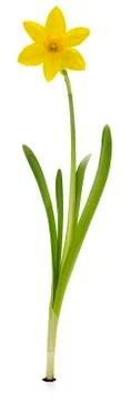 Narcissus Stock Photos