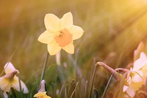 Narcissus Photos