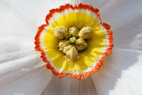 Narcissus Foto stock