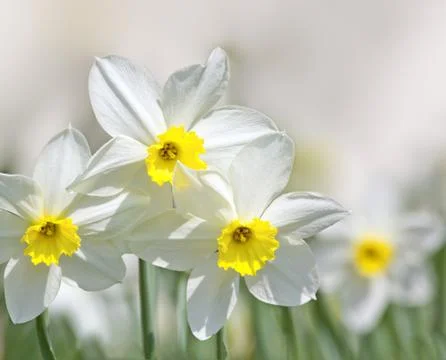 Narcissus Stock Photos