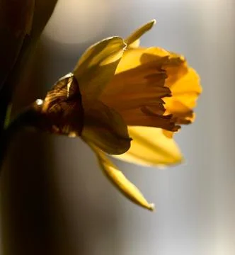 Narcissus Stock Photos