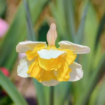 Narcissus Stock Photos