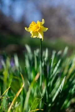 Narcissus Stock Photos