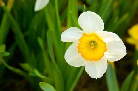 Narcissus Stock Photos