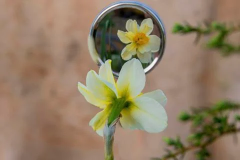 Narcissus. Stock Photos