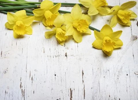 Narcissus 스톡 사진