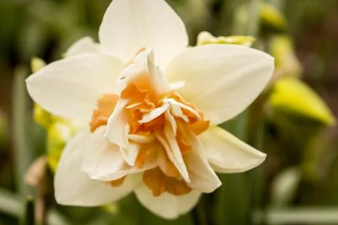Narcissus Stock Photos