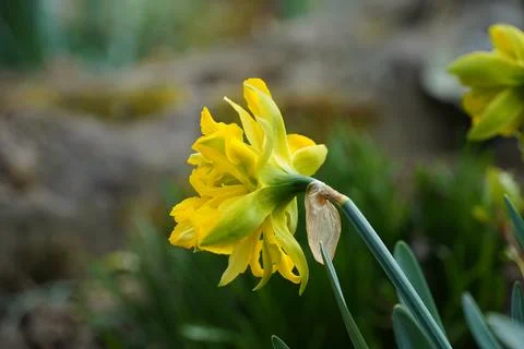 Narcissus Stock Photos
