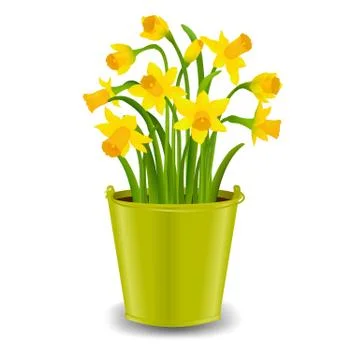Narcissus In Pot Stock Illustration