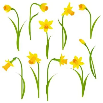 Narcissus Set Stock Illustration