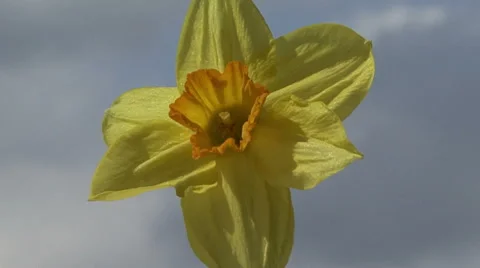 Narcissus in the sky the camera moves Video stock 53004978