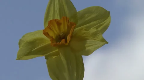 Narcissus in the sky Stock-Footage 53005022